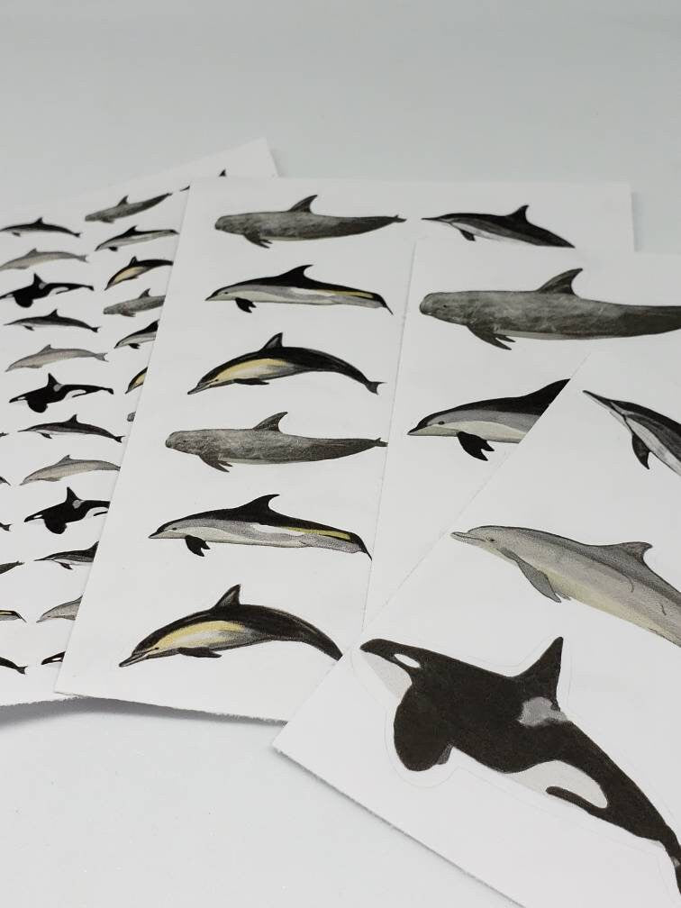 Realistic Humpback Whale Sticker Sheet