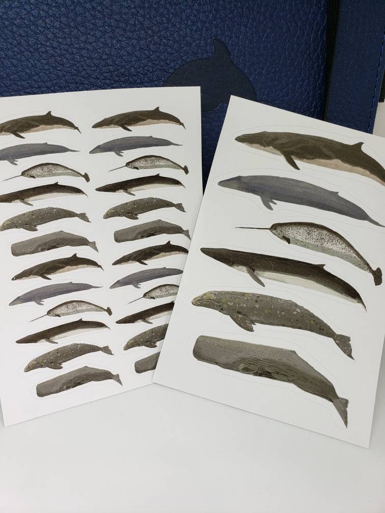 Realistic Humpback Whale Sticker Sheet