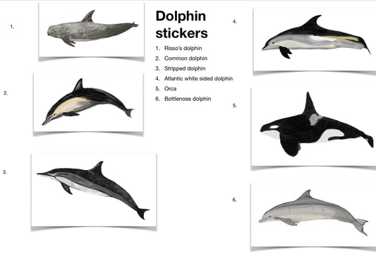 Realistic dolphin stickers. A set of 6/8 different species sheet sticker/ identification help