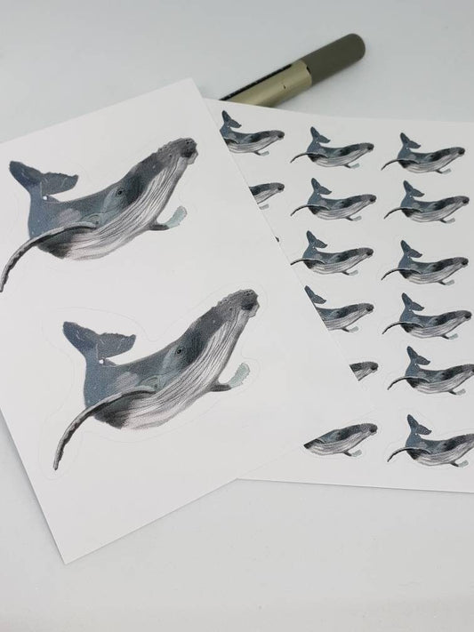 Realistic Humpback Whale Sticker Sheet