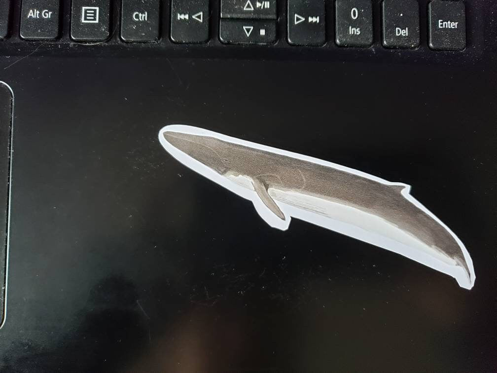 Realistic whale vinyl stickers
