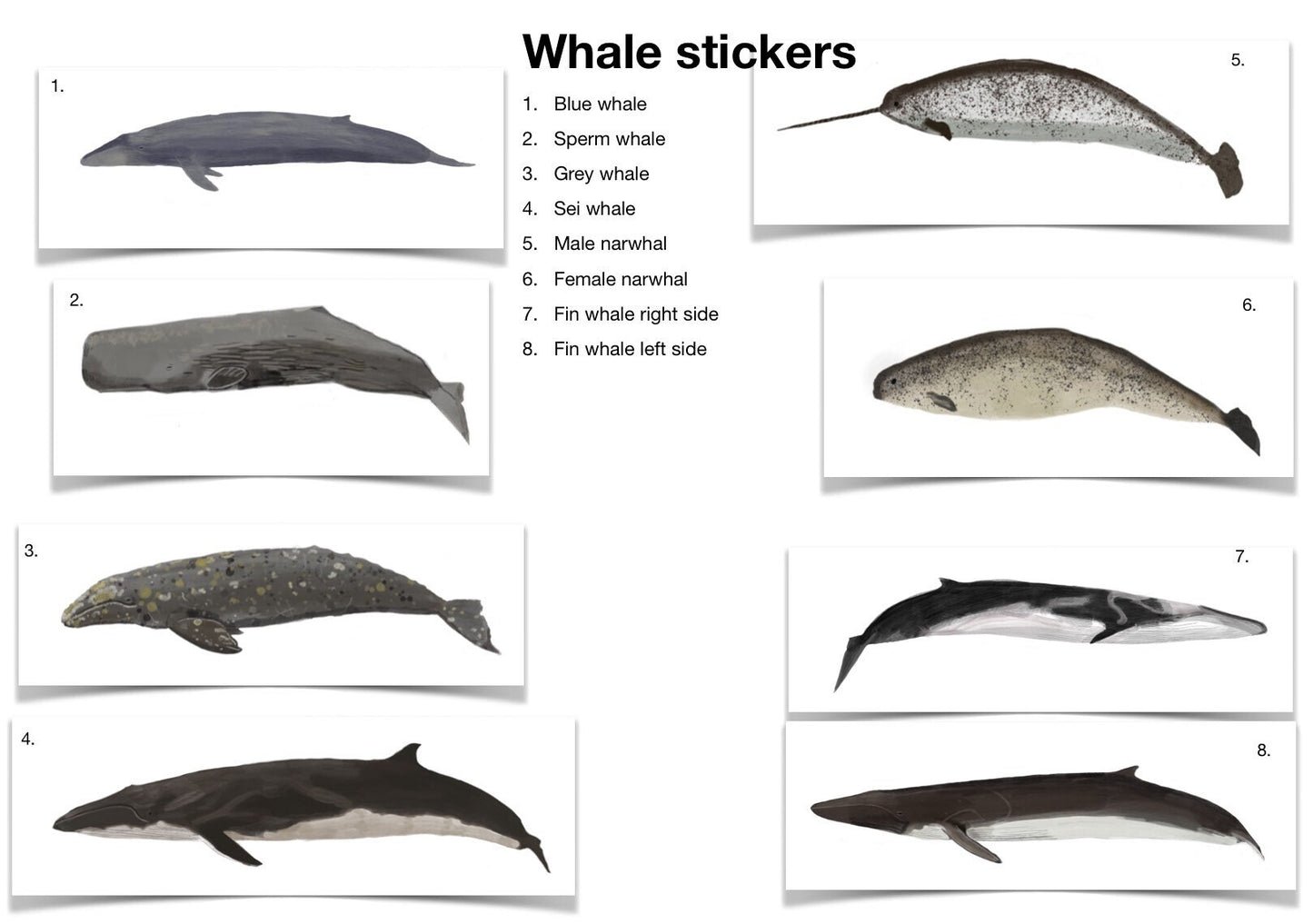 Realistic dolphin stickers. A set of 6/8 different species sheet sticker/ identification help